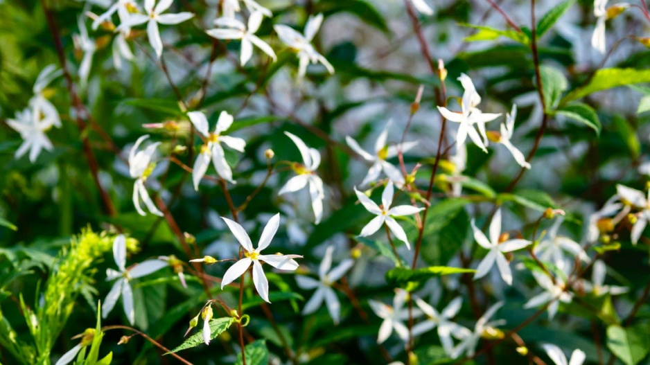 Trubučka trojlistá (Gillenia trifoliata)