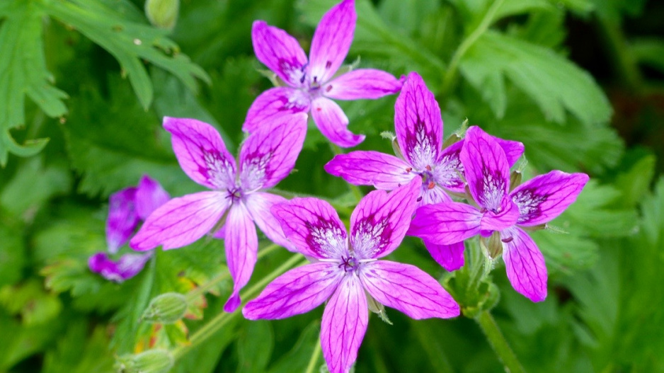 Pumpava Manescavova (Erodium manescavii)