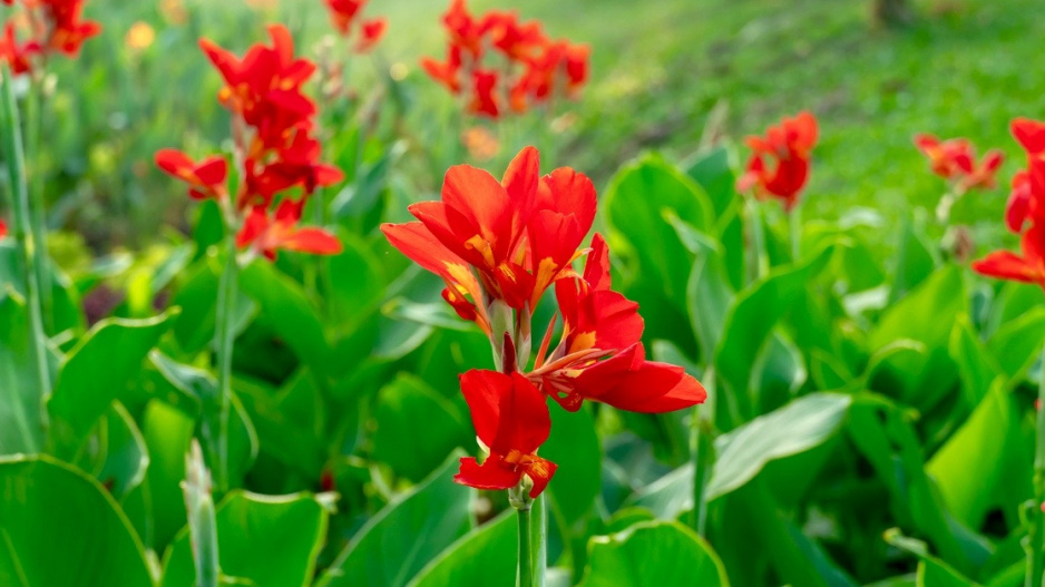 Červené květy dosny indické (Canna indica)