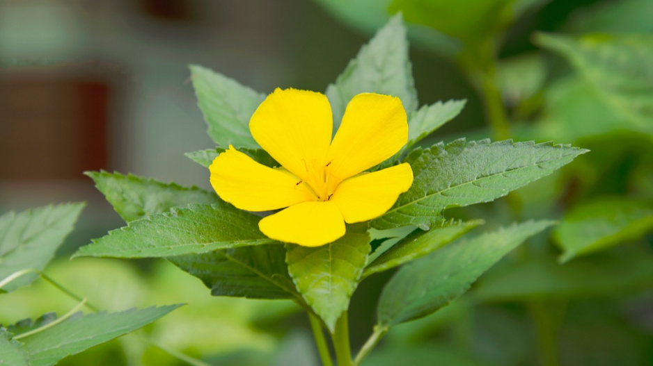 Damiána, česky pastala rozprostřená (Turnera diffusa, syn. T. aphrodisiaca)