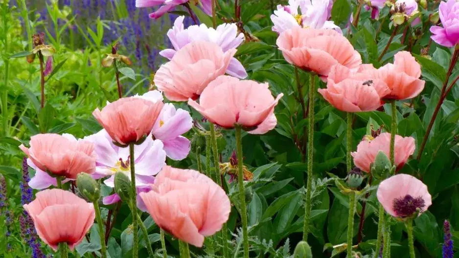 Mák východní (Papaver orientale)