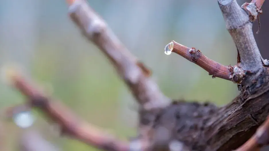 Dvouoký čípek révy