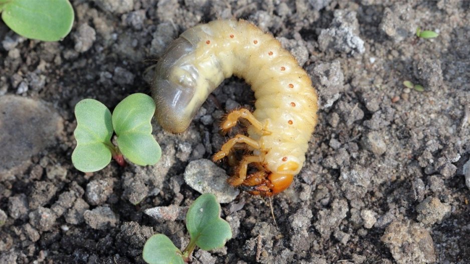 Larva chrousta obecného