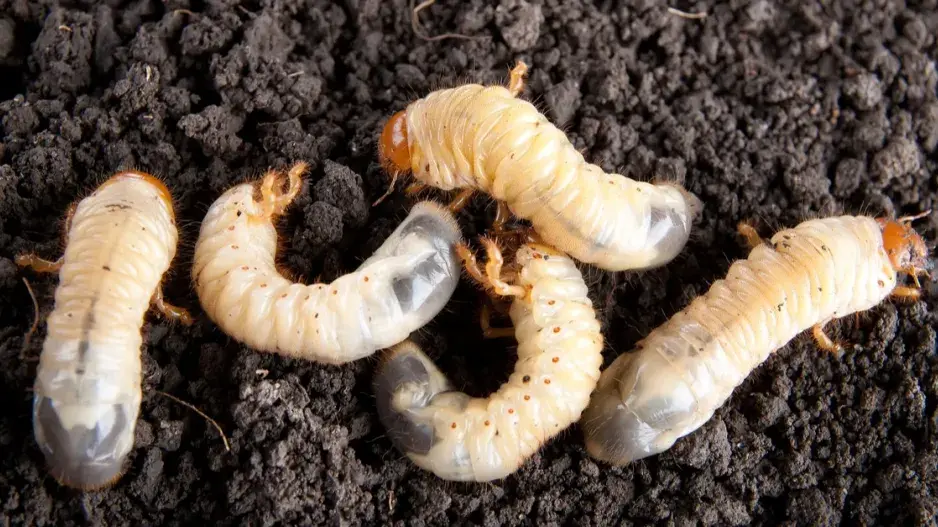 Larvy chrousta obecného