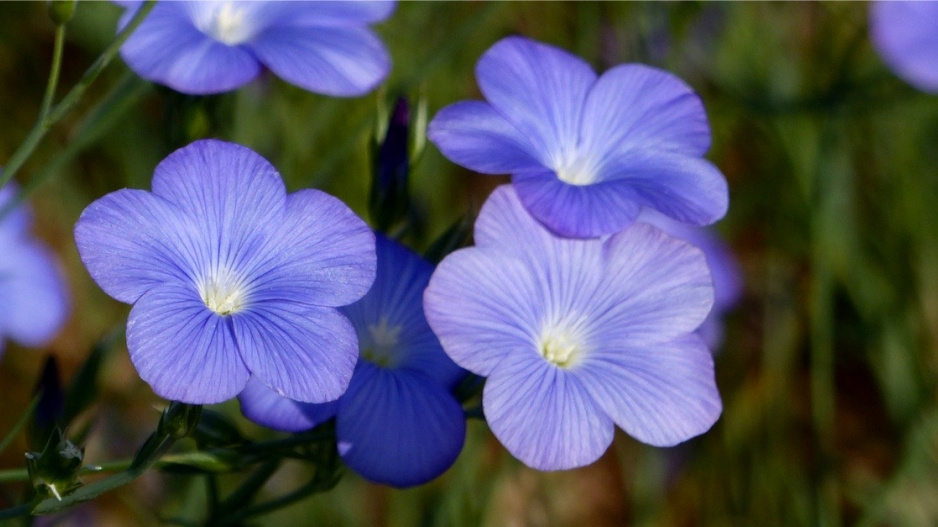 Len narbonský (Linum narbonense)