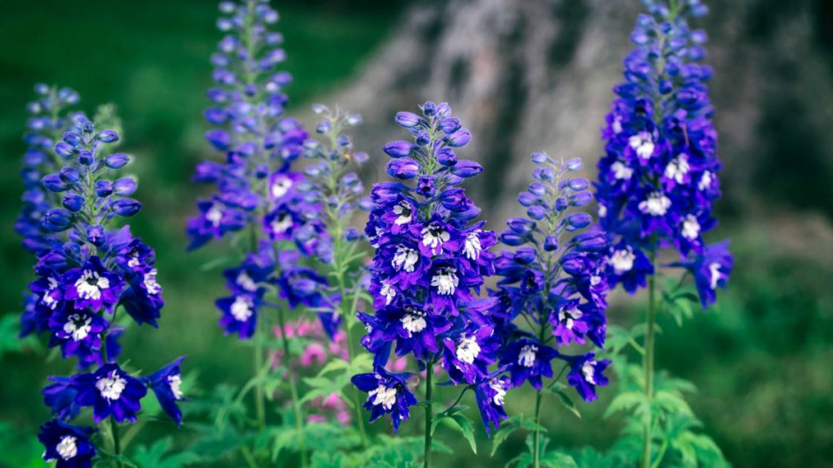 Stračka (Delphinium) 'Dark Blue White Bee'