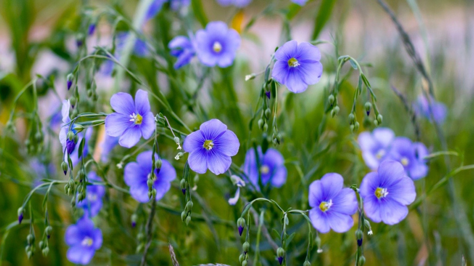 Len Lewisův (Linum lewisii)