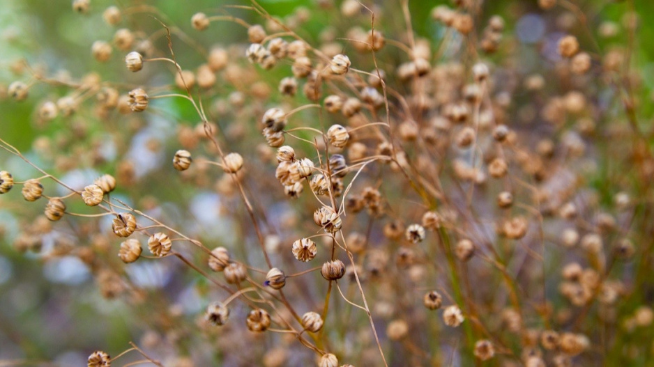 Len vytrvalý (Linum perenne)