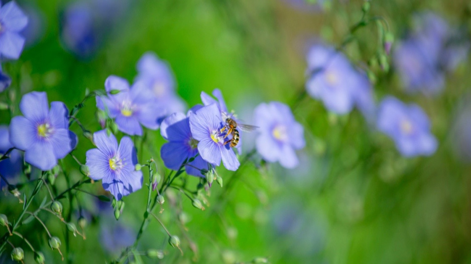 Len vytrvalý (Linum perenne)