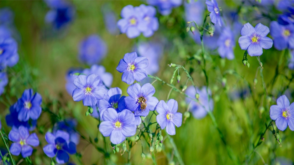 Len vytrvalý (Linum perenne)