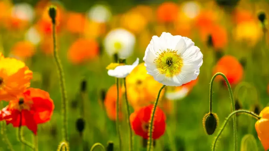 Pestrobarevně kvetoucí mák lysý (Papaver nudicaule)