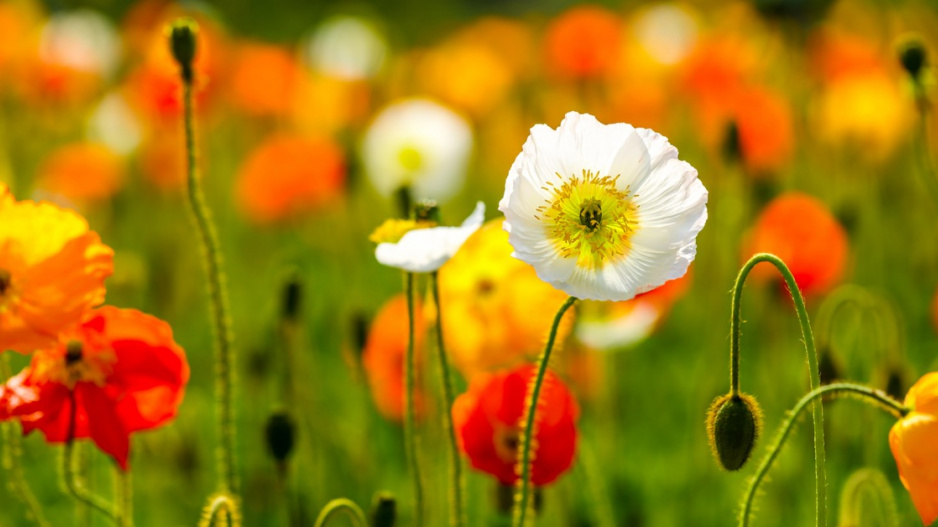 Pestrobarevně kvetoucí mák lysý (Papaver nudicaule)