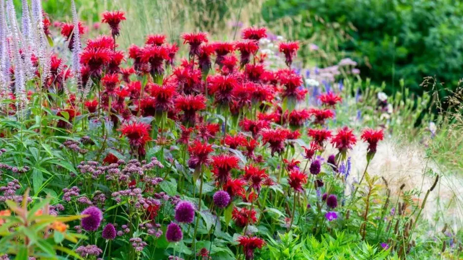 Letní trvalkový záhon s červeně kvetoucí zavinutkou Letní trvalkový záhon s červeně kvetoucí zavinutkou