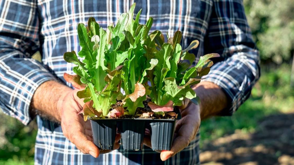Předpěstované saláty v sadbovači