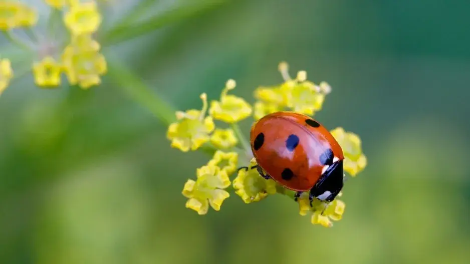 Beruška na miříkovitých květech