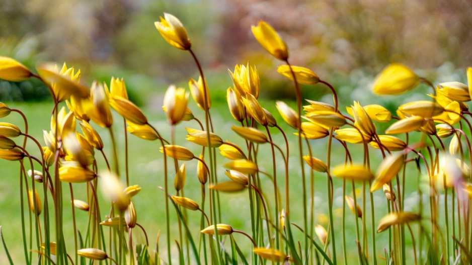 Botanický tulipán (Tulipa sylvestris)