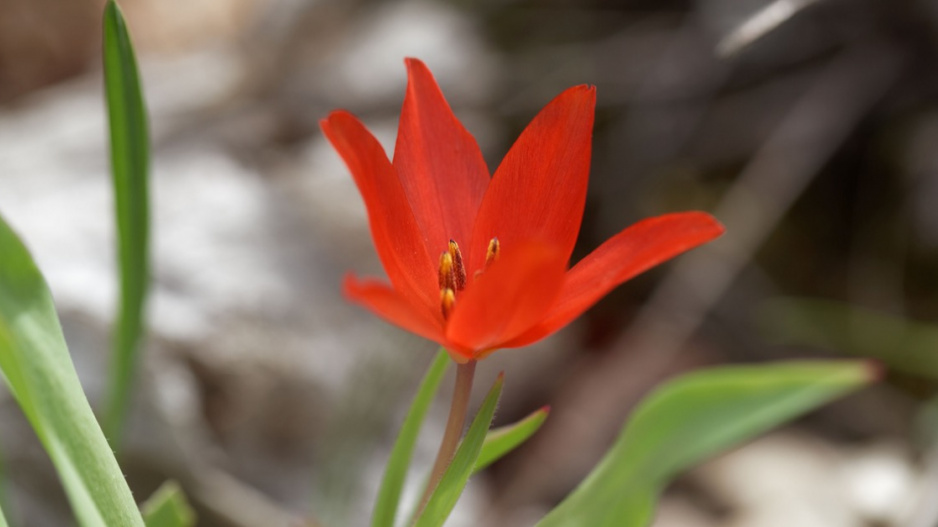 Tulipa eichleri