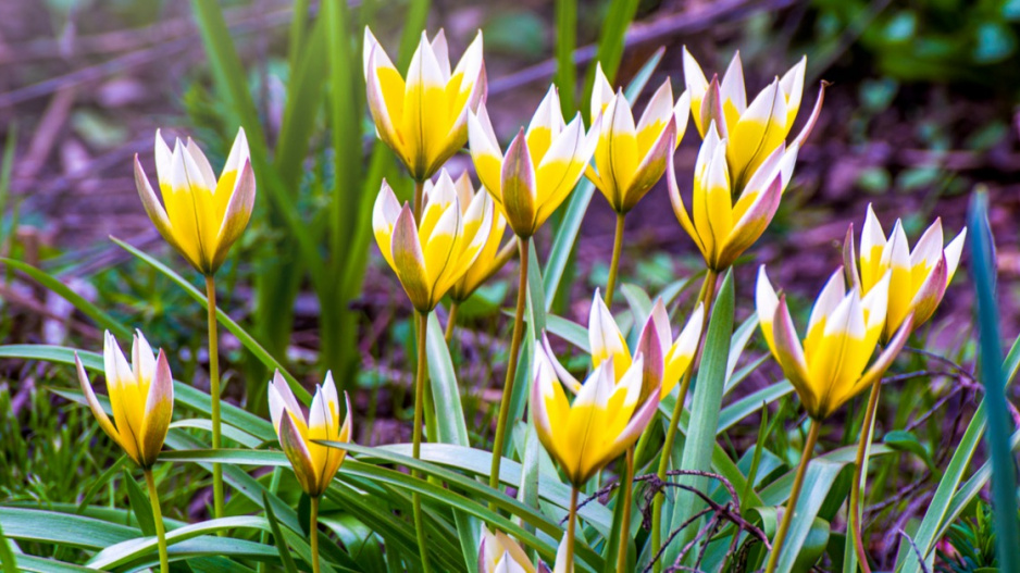 Tulipa tarda