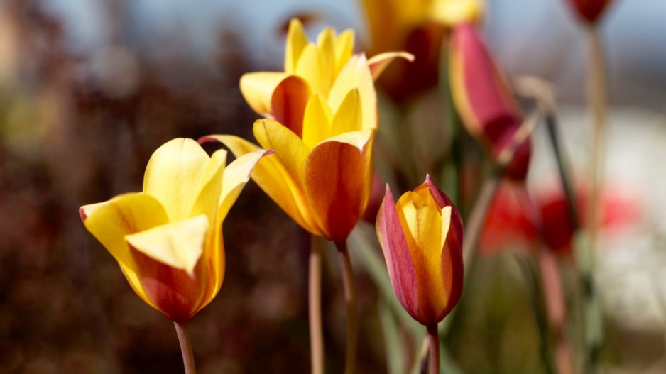 Tulipa clusiana, var. chrysantha