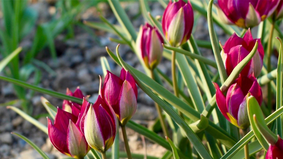 Tulipa pulchella 'Persian Pearl'