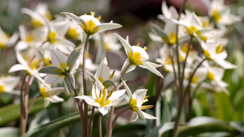 Tulipa turkestanica