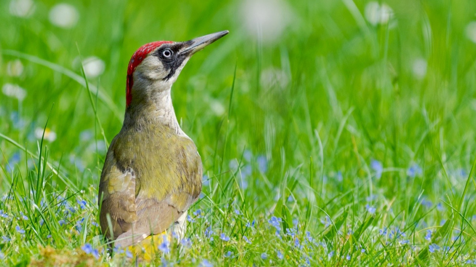 Žluna zelená (Picus viridis)