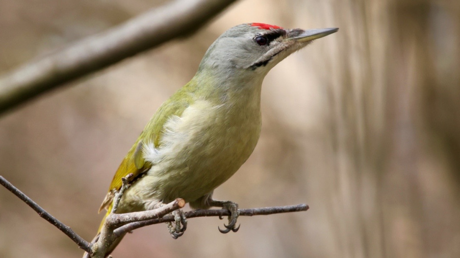 Žluna šedá (Picus canus)