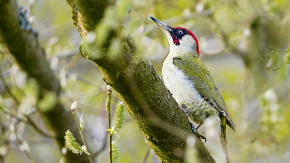 Žluna zelená (Picus viridis)