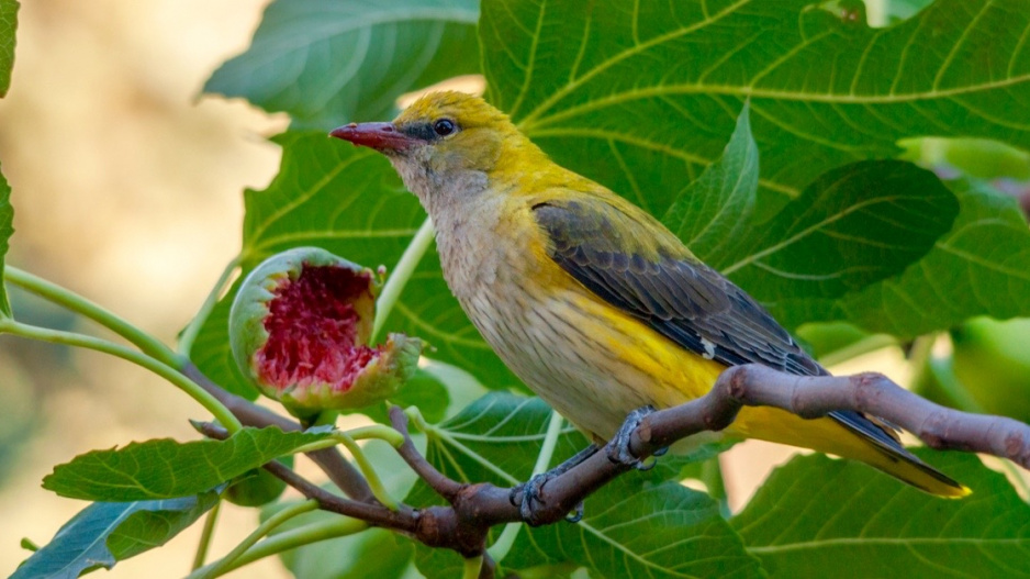 Žluva hajní (Oriolus oriolus)