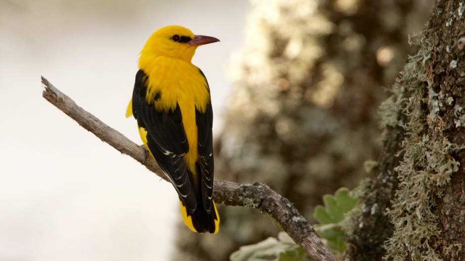 Žluva hajní (Oriolus oriolus)