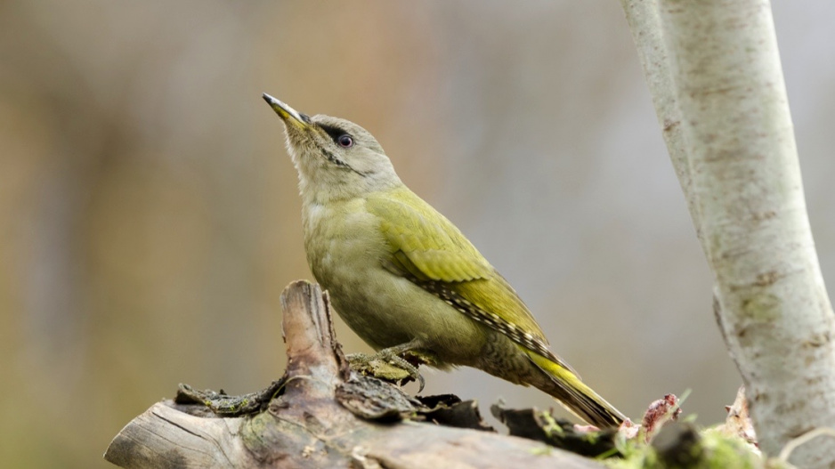 Žluna šedá (Picus canus)