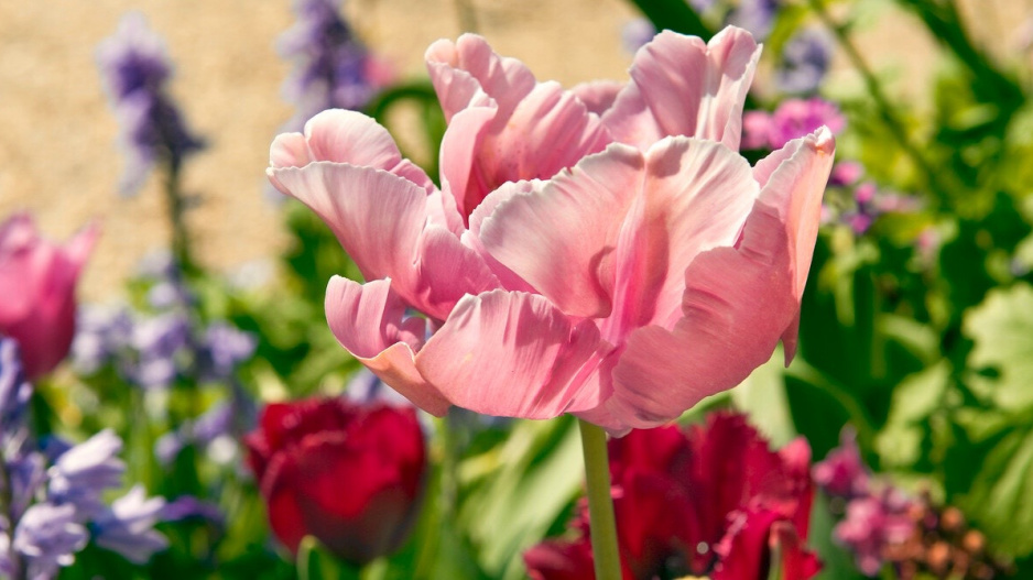 Růžový květ tulipánu v okrasném záhoně
