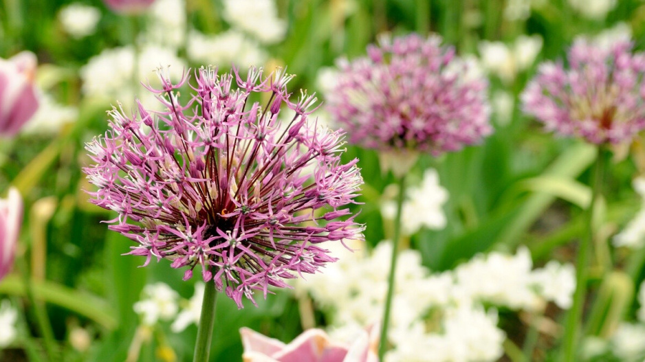 Česnek perský (Allium aflatunense, syn. A. hollandicum) 