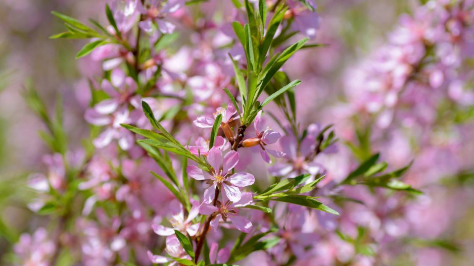 Světle růžové květy mandloně nízké (Prunus tenella)