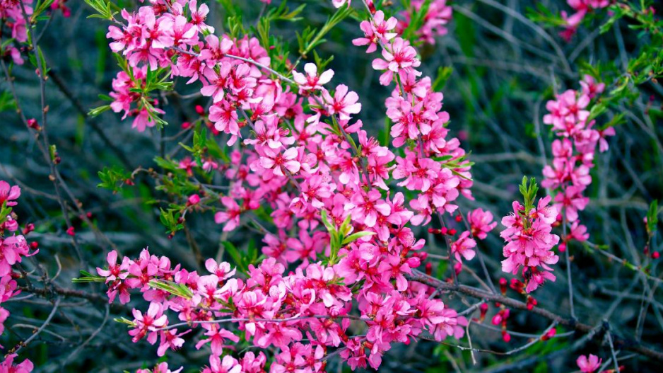 Kvetoucí mandloň nízká (Prunus tenella)