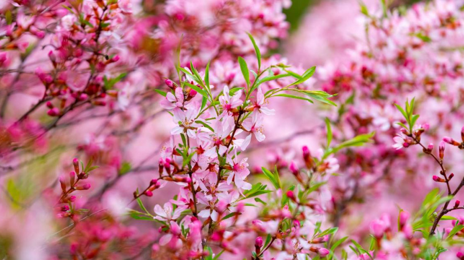 Rozkvetlá mandloň nízká (Prunus tenella)