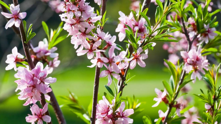 Listy a květy mandloně nízké (Prunus tenella)