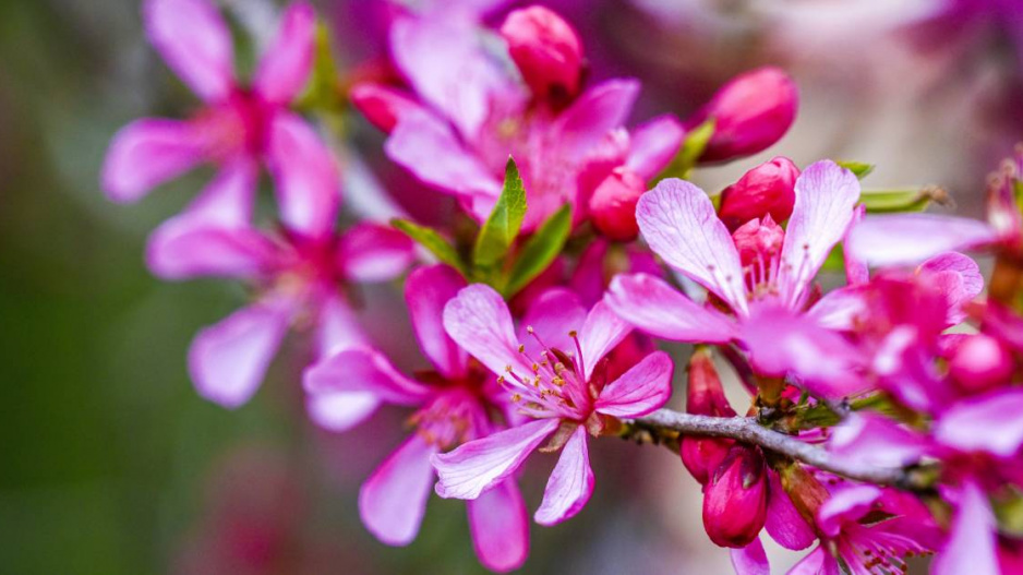 Růžové květy mandloně nízké (Prunus tenella)