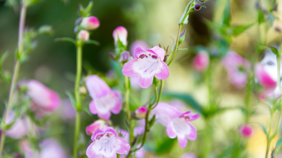 Dračík 'Apple Blossom'