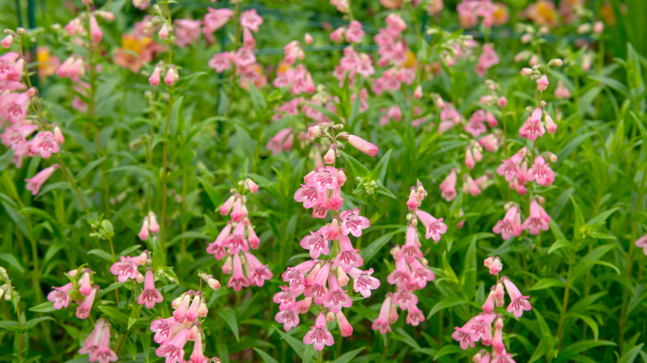 Odrůda dračíku 'Hidcote Pink'