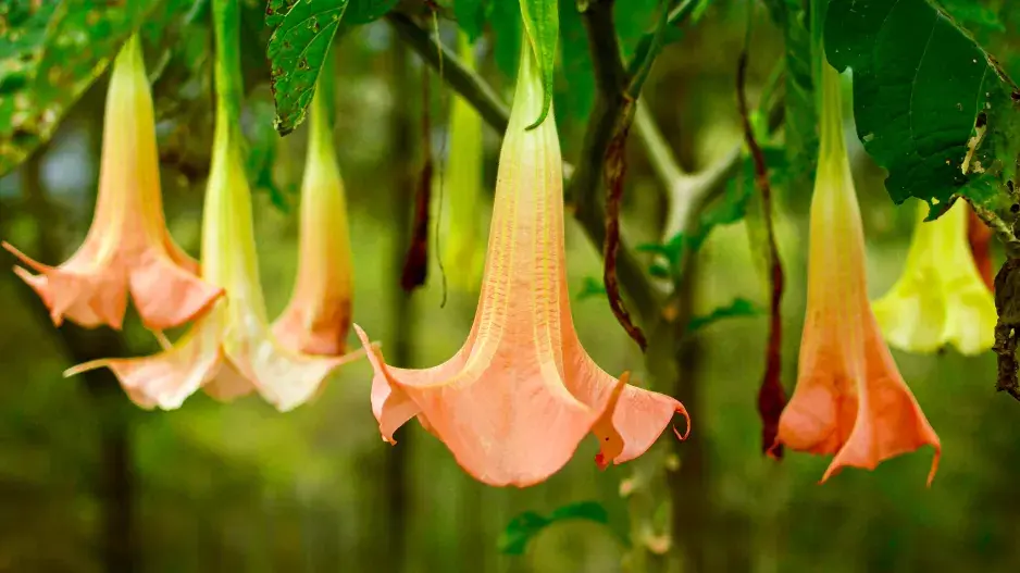 Květy durmanovce (Brugmansia)