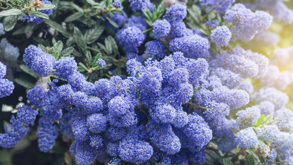 Modré květy latnatce