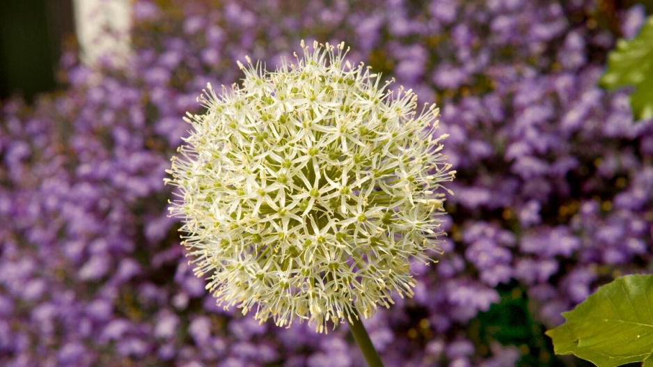 Okrasný česnek (Allium) 'Mount Everest'