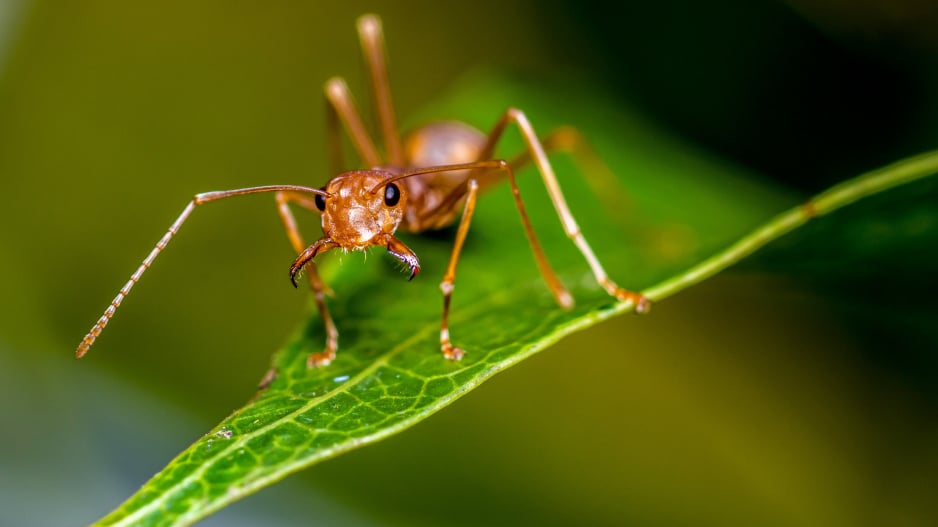 Mravenec na listu