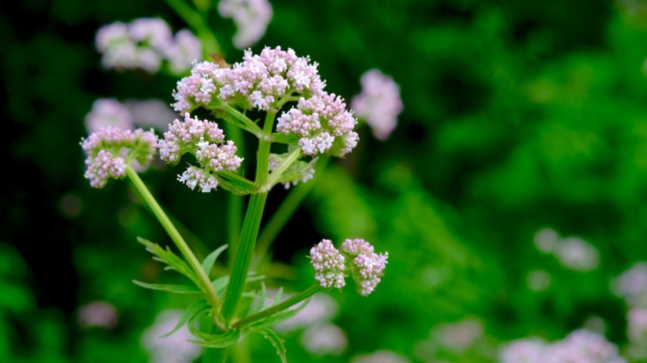 Kozlík lékařský (Valeriana officinalis) - květy