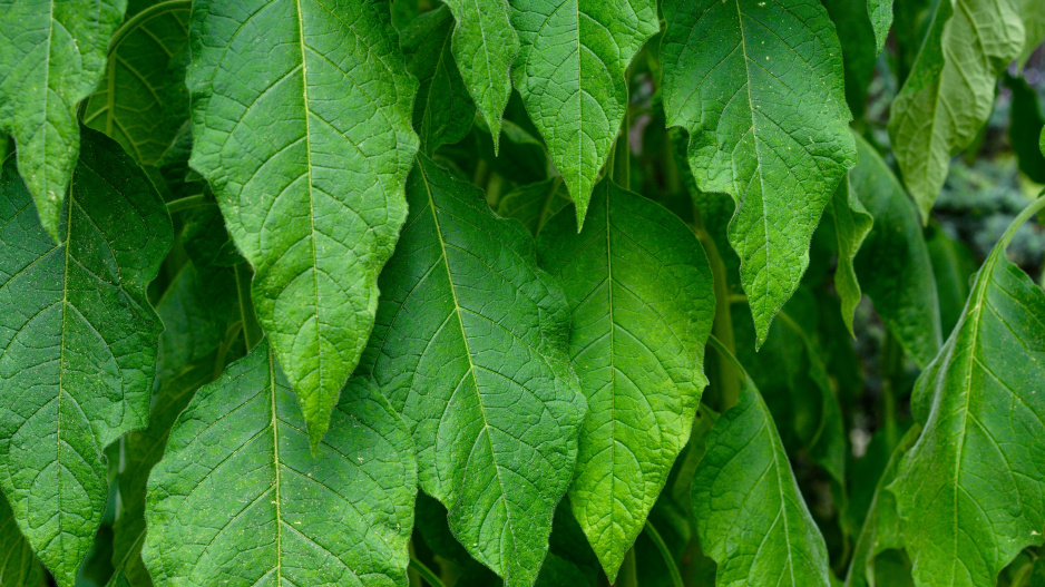 Listy durmanovce (Brugmansia)