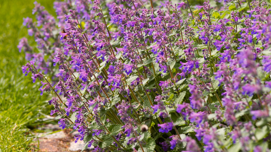 Šanta zkřížená (Nepeta x faassenii)