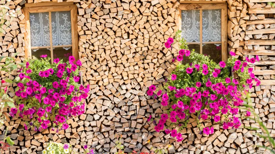 Truhlíky se surfiniemi