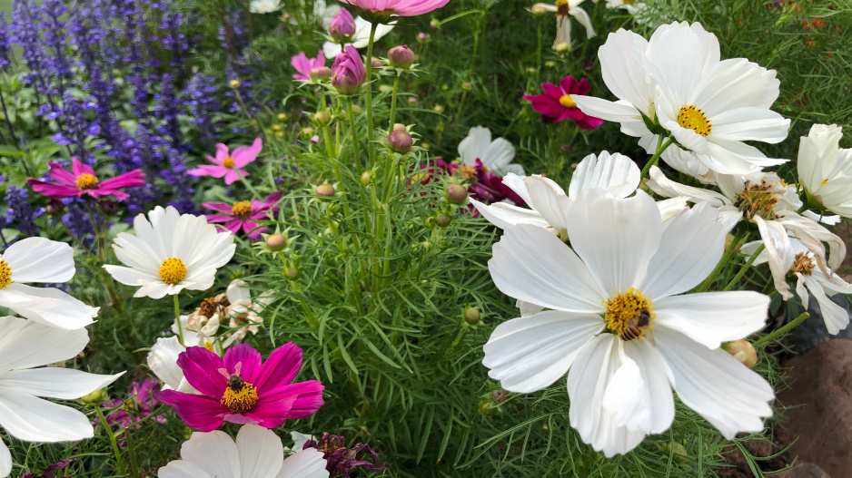 KRÁSENKA ZPEŘENÁ (Cosmos bipinnatus)