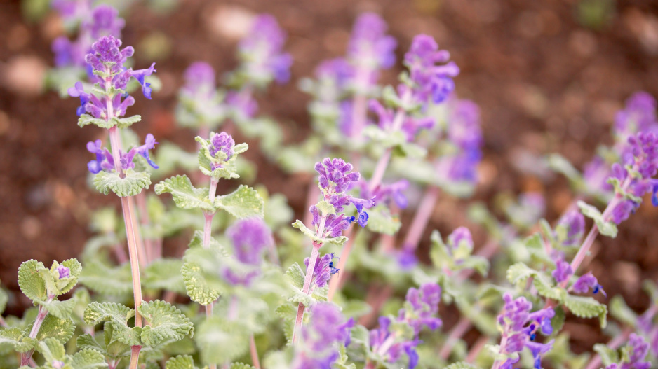 Šanta hroznovitá (Nepeta racemosa)